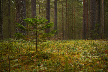 autumn forest