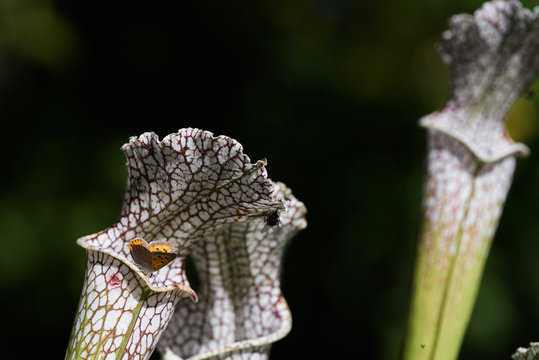 close up carnivorous plant on natural background