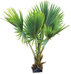 Jeune palmier à bétel sur fond isolé et un tracé de détourage