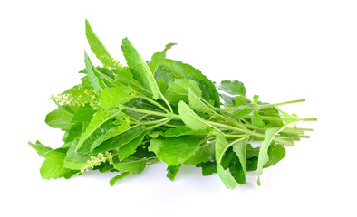 Holy basil on white background