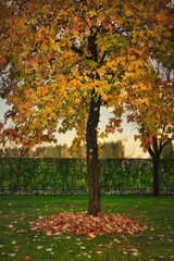 autumn tree with dried leaves collected