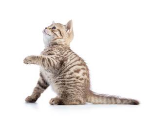 Striped Scottish kitten pure breed with paw stretched out isolated