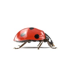 Ladybug on white. Side view. 3D illustration