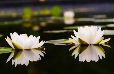 water lily Beautiful lotus flower is the symbol of the Buddha