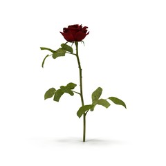 Single beautiful red rose isolated on white. 3D illustration