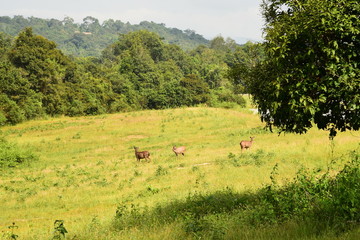 deer on land/ wild animal is coming-out when we're camping