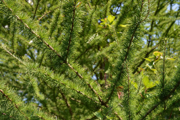 Evergreen tree needles