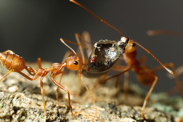 Macro shot of ant