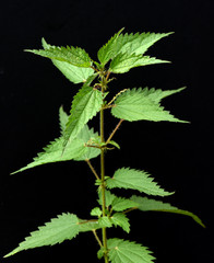 Brennnessel, Urtica, Dioica, Grosse, Wildkraeuter, Wildgemuese, Heilpflanze