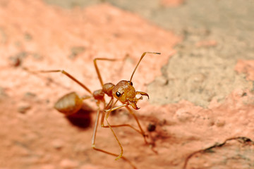 Macro shot of ant