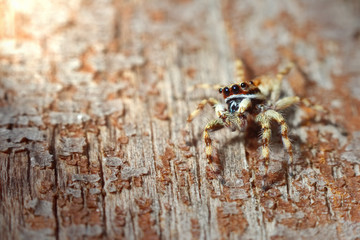 Mocro shot of the jumping spider