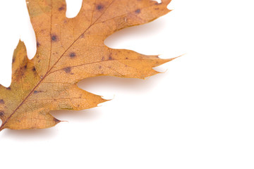Fall Leaf Isolated on a White Background