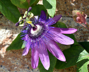 Passionsblume, Passiflora Violacea, Violette, Heilpflanze
