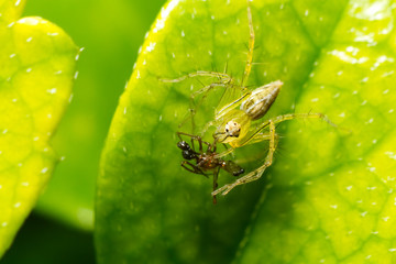 Mocro shot of the jumping spider eat ant