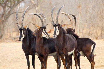The mighty Sable antelope preparing for battle with African Wild Dogs.