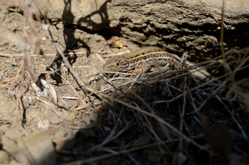 the Crimean mountain ordinary lizard creeps near stones