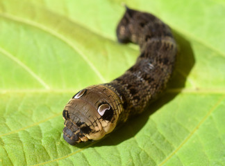 Raupe, Weinschwaermer, Deilephila elpenor, Mittlerer