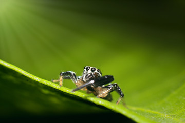 Mocro shot of the jumping spider