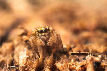 Mocro shot of the jumping spider