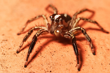 Mocro shot of the jumping spider
