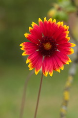  Цветок Gaillardia pulchella