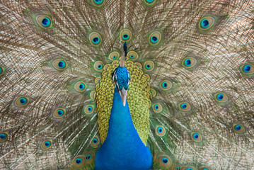 Obraz premium Photos of peacocks showing beautiful feathers.