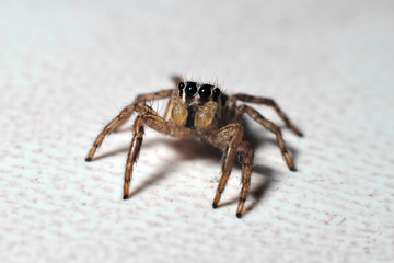 Mocro shot of the jumping spider