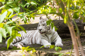 Rare white tiger slose portrait