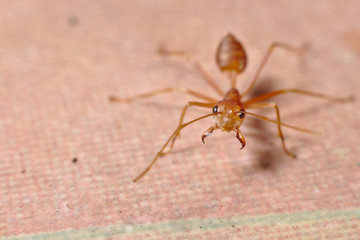 Macro shot of ant