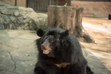 Image of a black bear