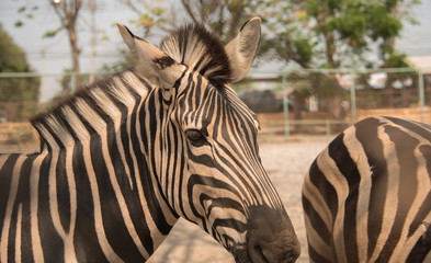 Naklejka premium Image of an zebra on nature background