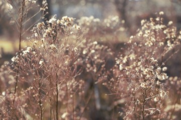 Close-up of dry flowers in spring. 
