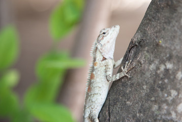 chameleon on the tree on nature background