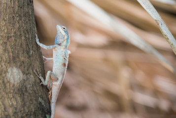 image of macro blue chameleon on the tree , Natural color change