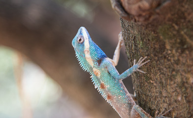 image of macro blue chameleon on the tree , Natural color change