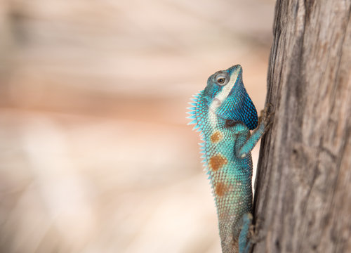 image of macro blue chameleon on the tree , Natural color change