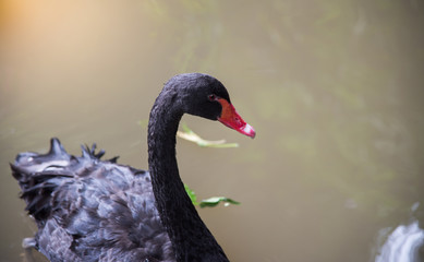 Fototapeta premium image of a black swan swimming on a pool