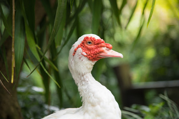 White Muscovy duck  portrait ,Musky duck , Indoda , Barbary duck with red nasal corals   in the public garden