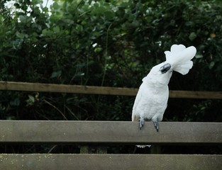 sitting cockatoo / kakadu