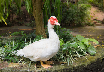 White Muscovy duck  portrait ,Musky duck , Indoda , Barbary duck with red nasal corals   in the public garden