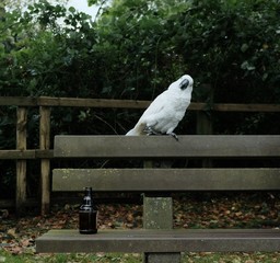cockatoo is sitting on a bench / kakadu