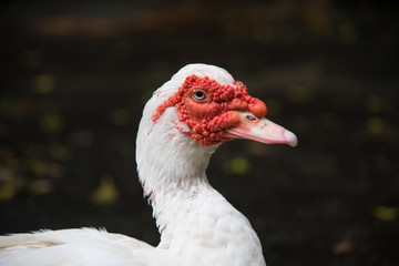 White Muscovy duck  portrait ,Musky duck , Indoda , Barbary duck with red nasal corals   in the public garden