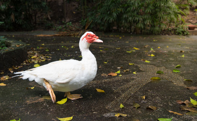 White Muscovy duck  portrait ,Musky duck , Indoda , Barbary duck with red nasal corals   in the public garden