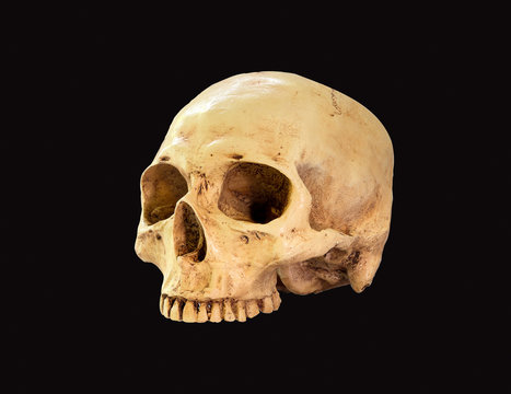 Skull isolated on black background / Art image.