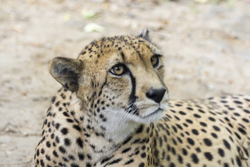 a large portrait of a cheetah, shot from a long distance,