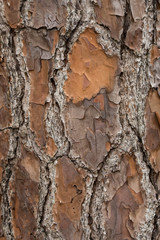 interesting and curvy tree bark close up shot