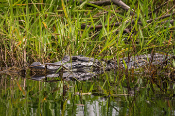 small alligator hiding in water and grass with reflection on water