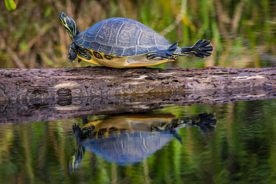 Turtle sunning on a log in the swamp doing funny yoga pose