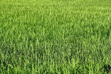 Fototapeta na wymiar Green rice field