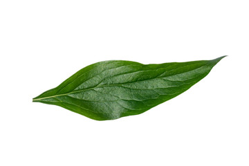 Fototapeta na wymiar Peony leaf